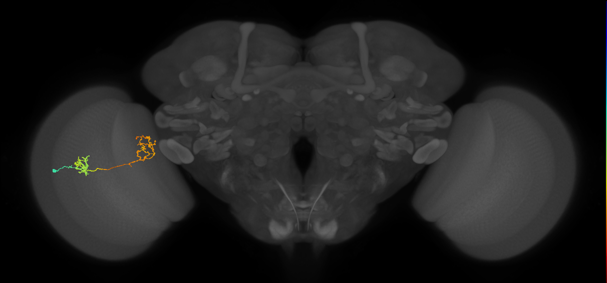Tm31_L (MaleCNS:86562)
