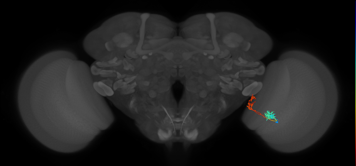 Tm31_R (MaleCNS:61426)
