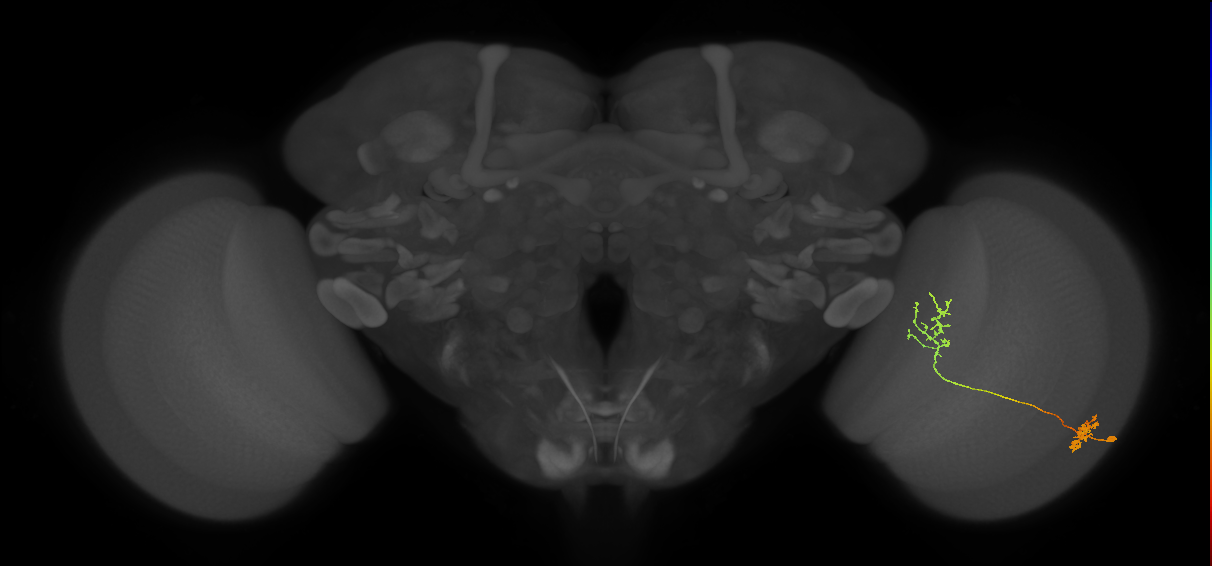 Tm31_R (MaleCNS:70666)