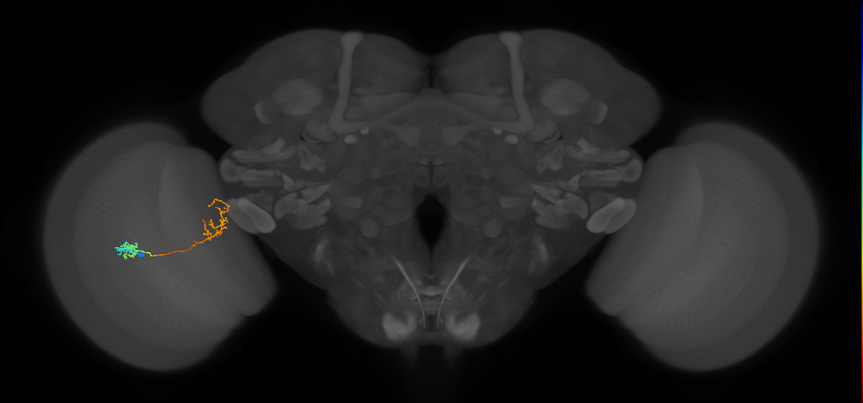 Tm31_L (MaleCNS:97389)