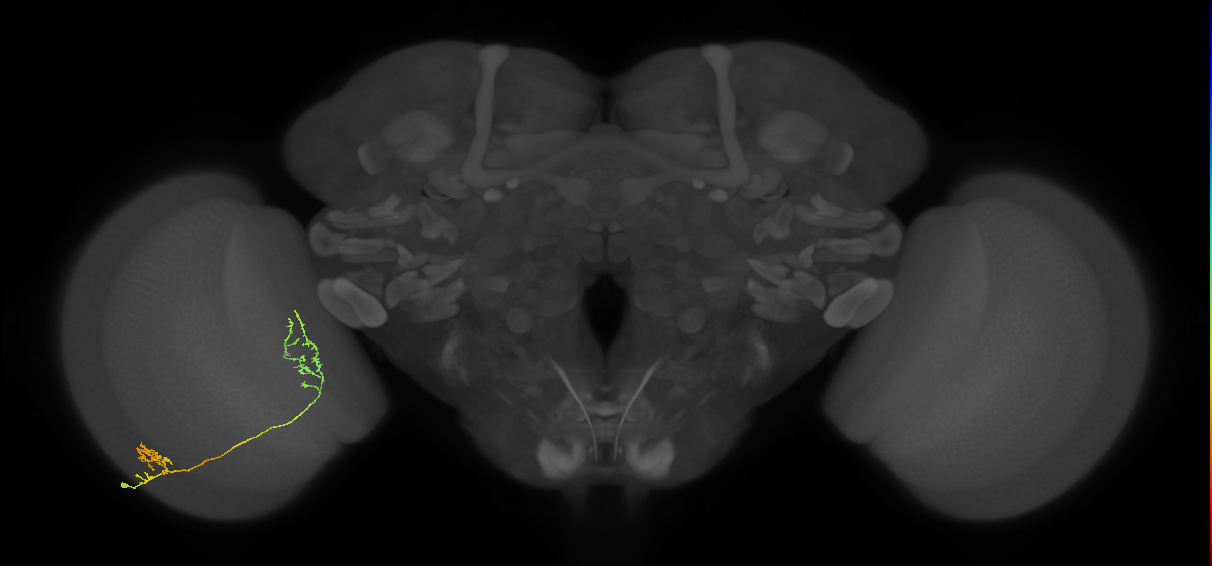 Tm31_L (MaleCNS:539876)