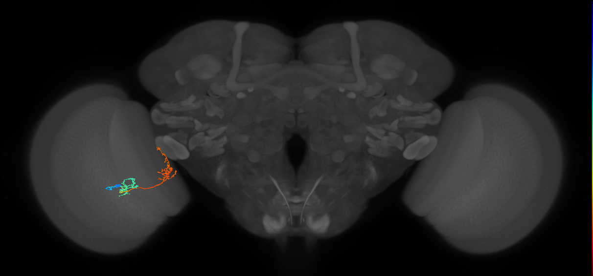 Tm31_L (MaleCNS:49668)