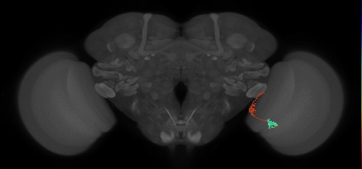 Tm31_R (MaleCNS:65830)