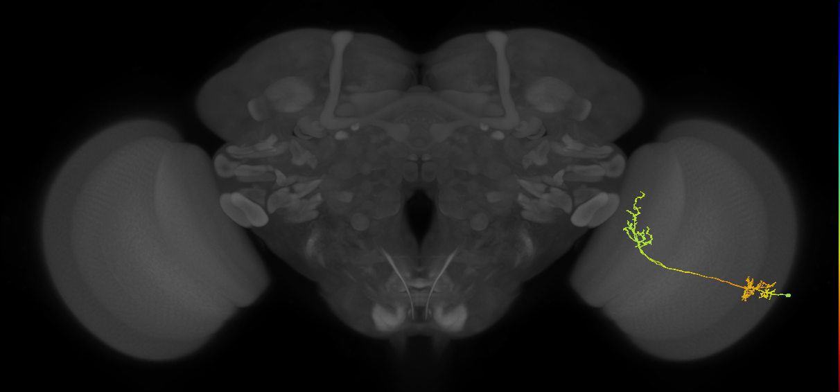 Tm31_R (MaleCNS:48382)