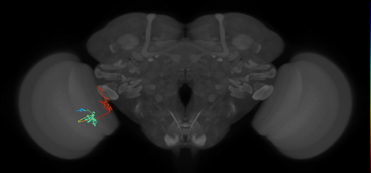 Tm31_L (MaleCNS:51748)
