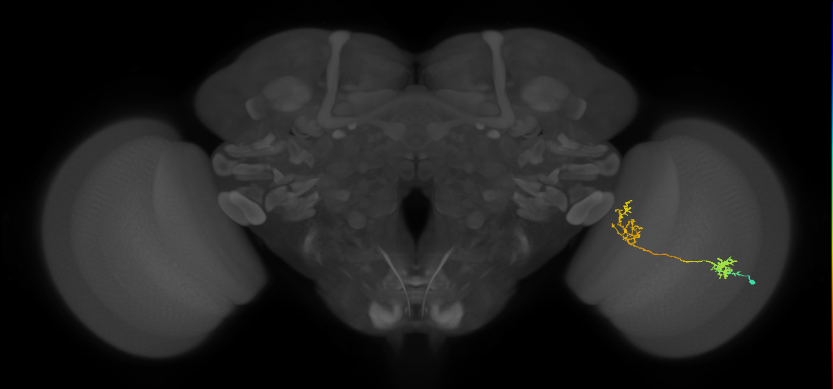 Tm31_R (MaleCNS:51390)