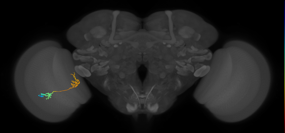 Tm31_L (MaleCNS:533619)