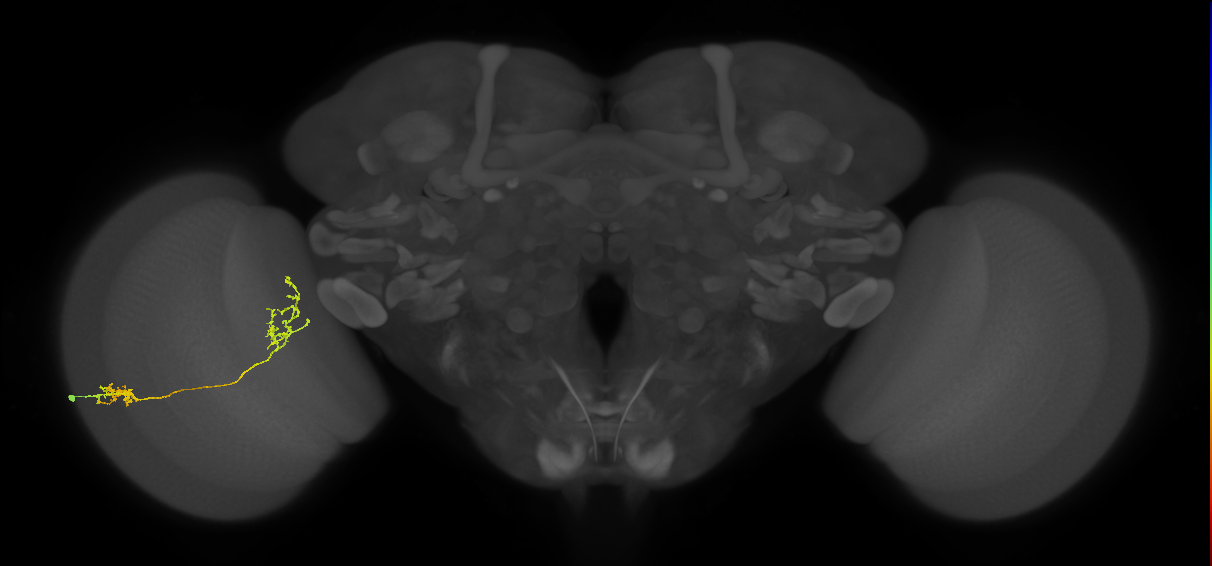 Tm31_L (MaleCNS:101716)