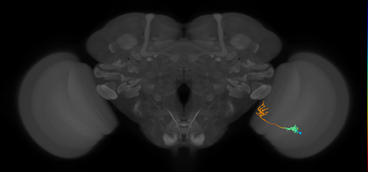 Tm31_R (MaleCNS:59757)
