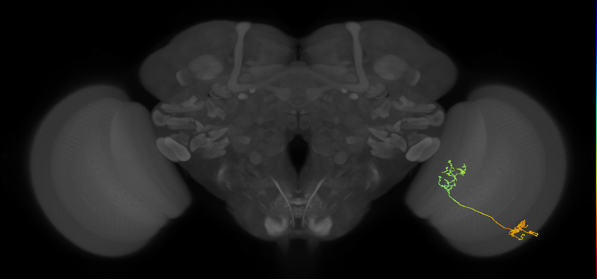 Tm31_R (MaleCNS:52289)
