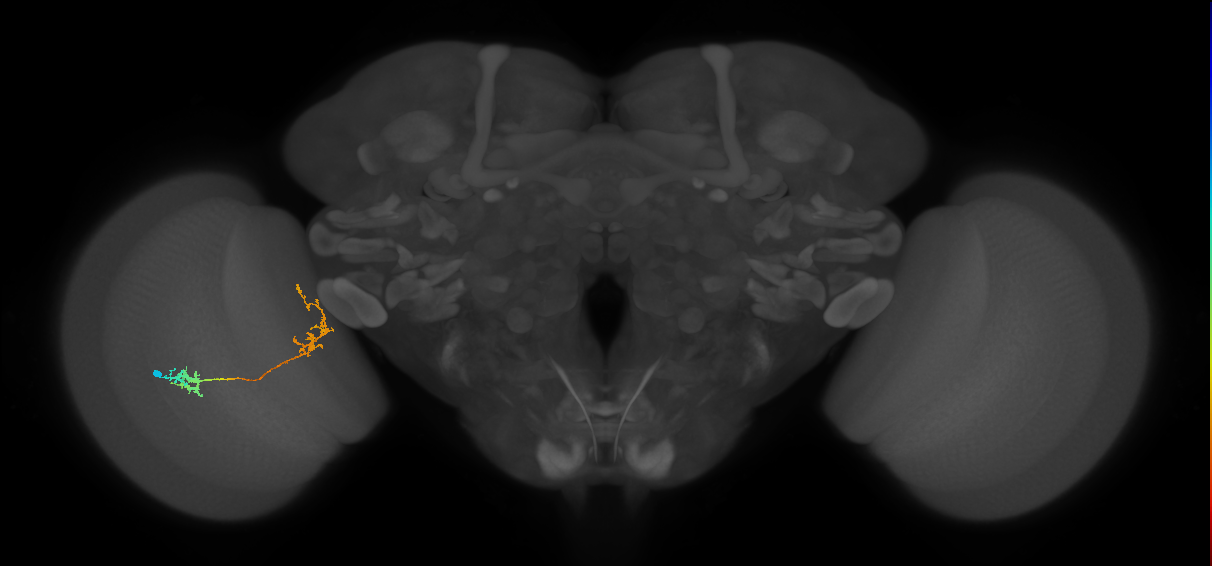 Tm31_L (MaleCNS:51337)