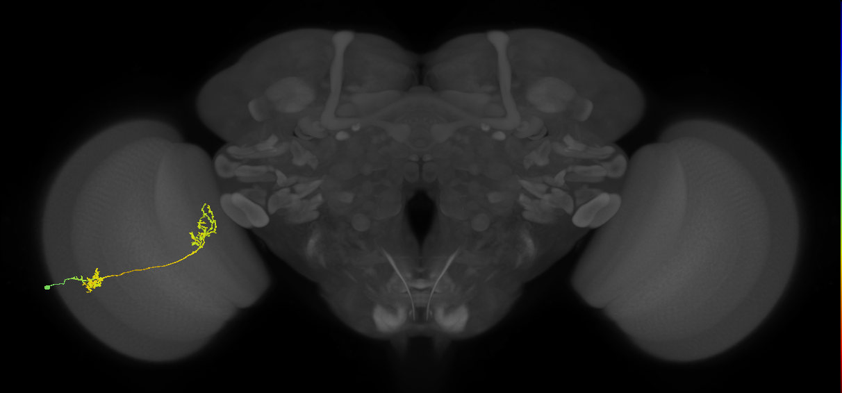 Tm31_L (MaleCNS:518843)