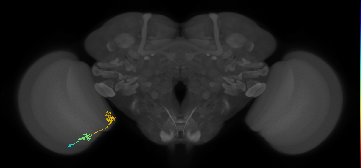 Tm31_L (MaleCNS:58439)