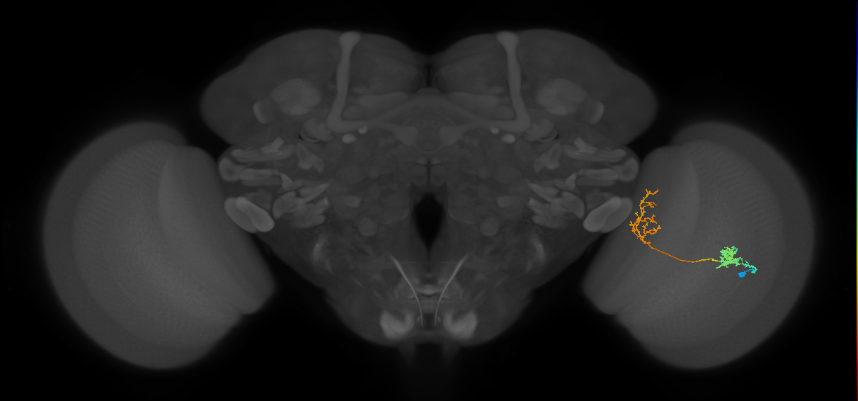 Tm31_R (MaleCNS:51626)
