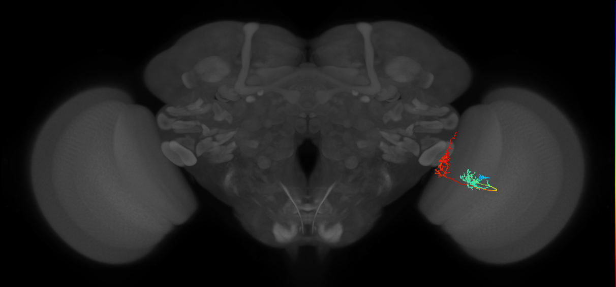 Tm31_R (MaleCNS:57768)