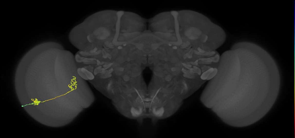 Tm31_L (MaleCNS:54322)