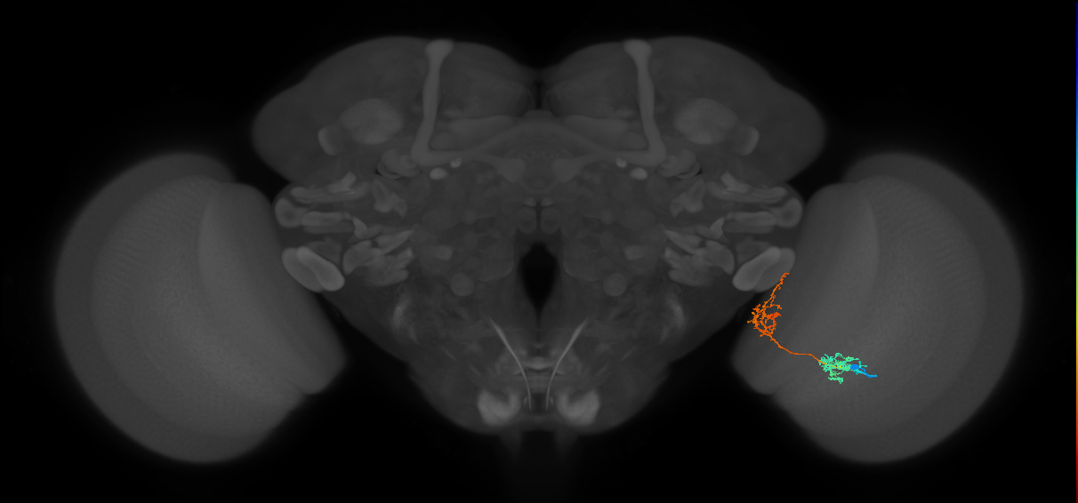 Tm31_R (MaleCNS:54090)