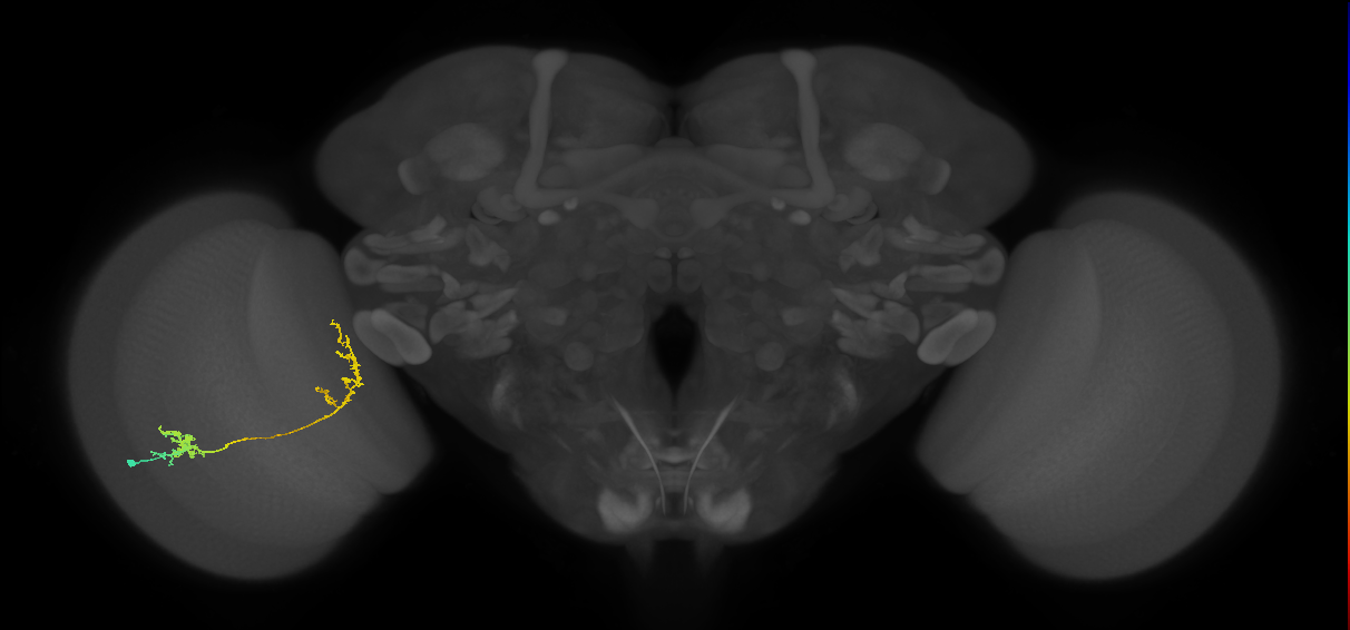 Tm31_L (MaleCNS:58071)