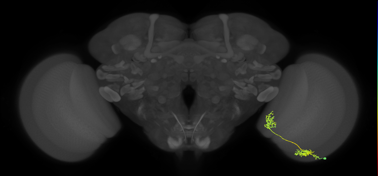 Tm31_R (MaleCNS:38678)