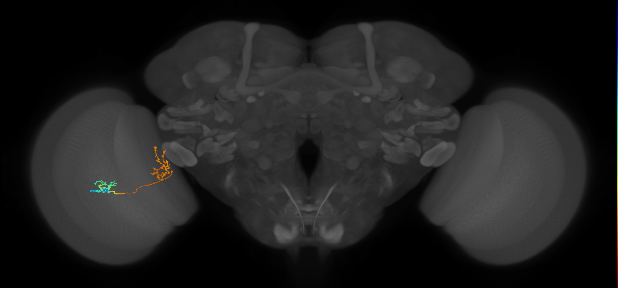 Tm31_L (MaleCNS:69163)