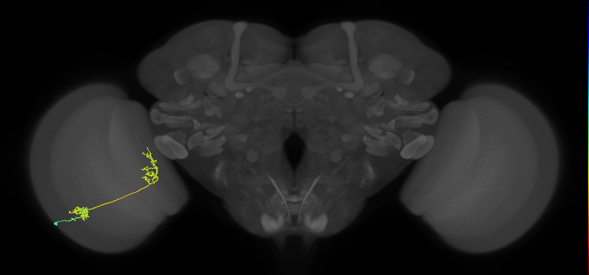 Tm31_L (MaleCNS:45904)