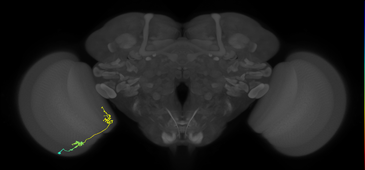 Tm31_L (MaleCNS:64675)