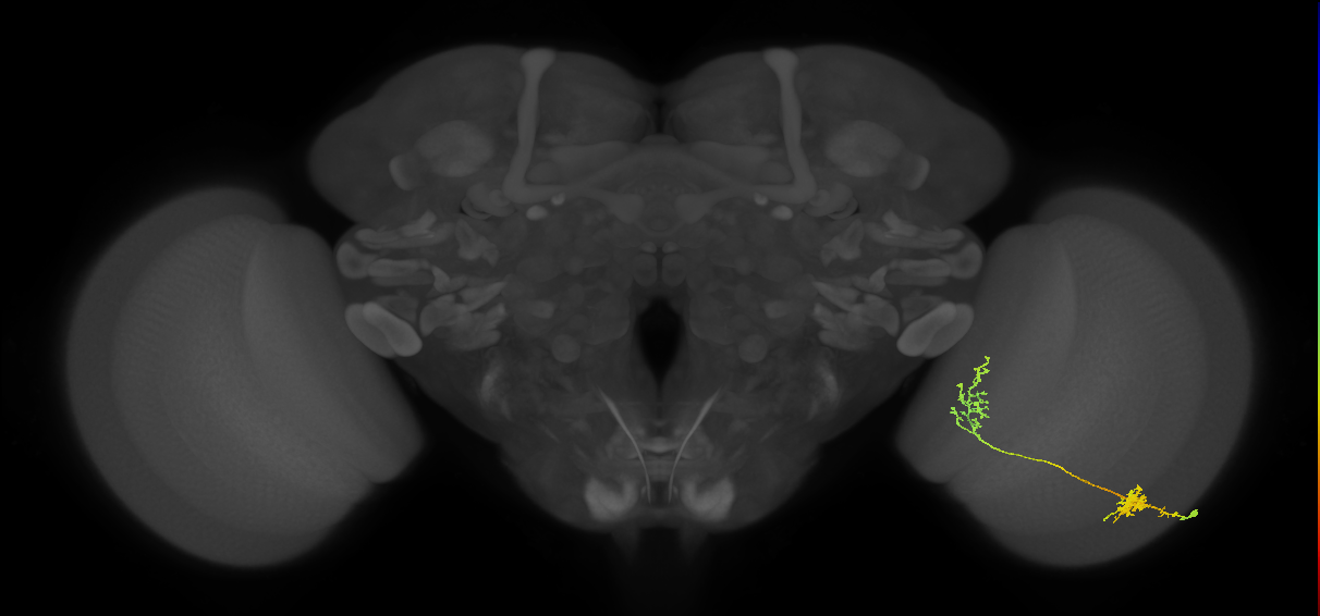 Tm31_R (MaleCNS:49703)