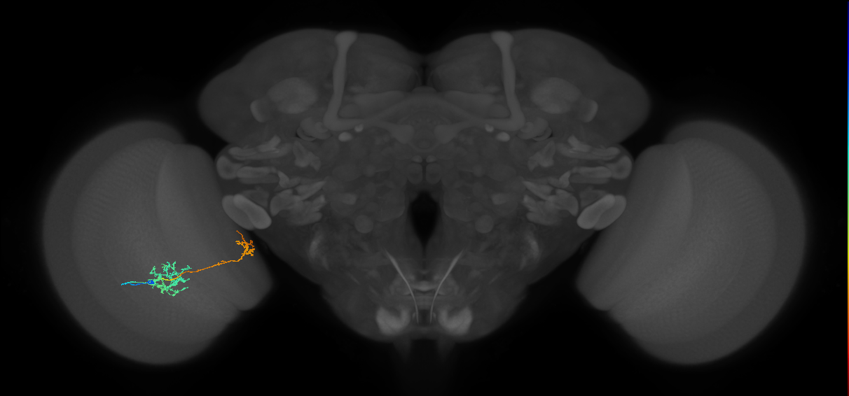 Tm31_L (MaleCNS:59874)