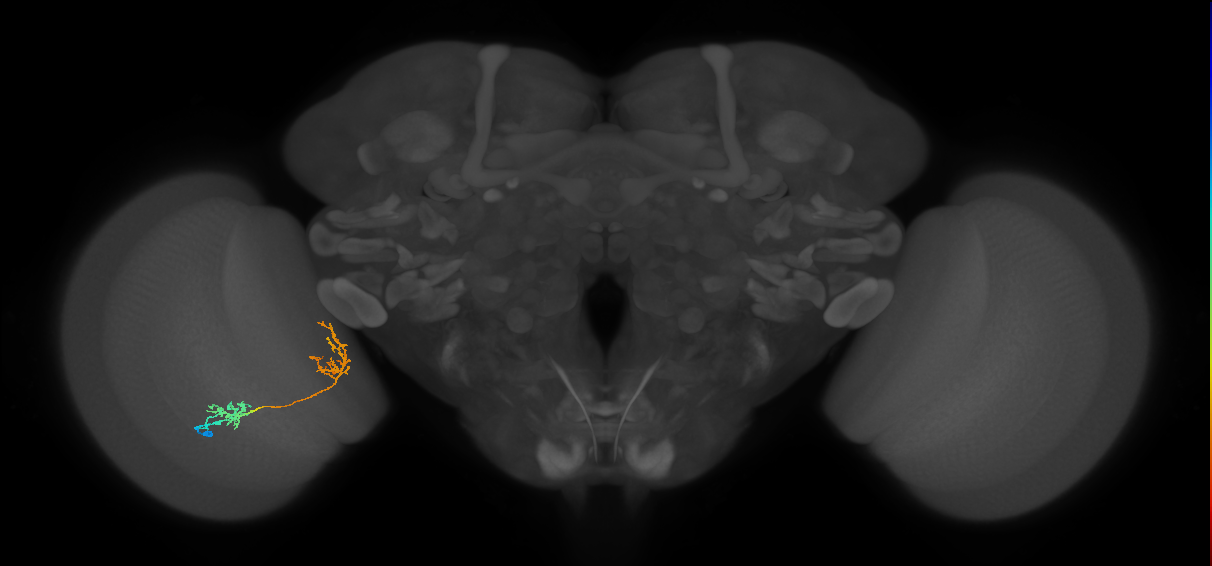 Tm31_L (MaleCNS:520496)