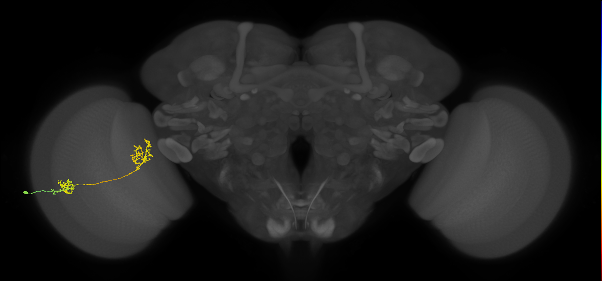 Tm31_L (MaleCNS:530163)