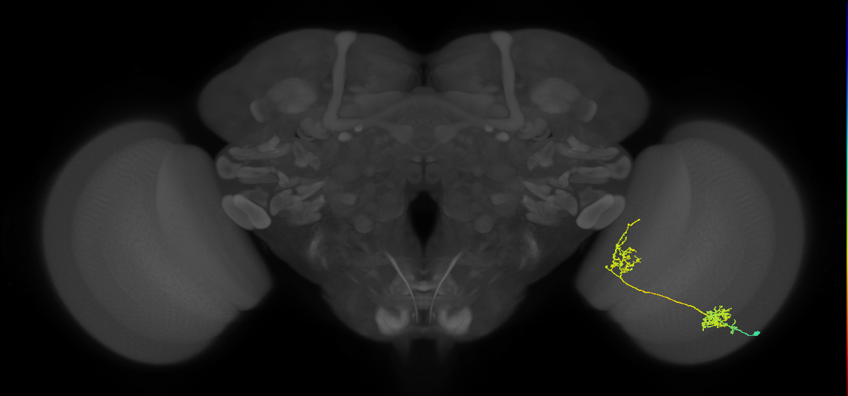 Tm31_R (MaleCNS:37838)