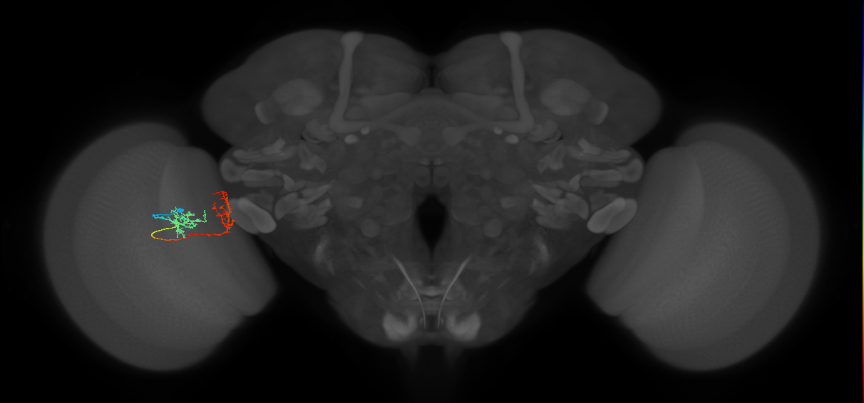 Tm31_L (MaleCNS:91174)