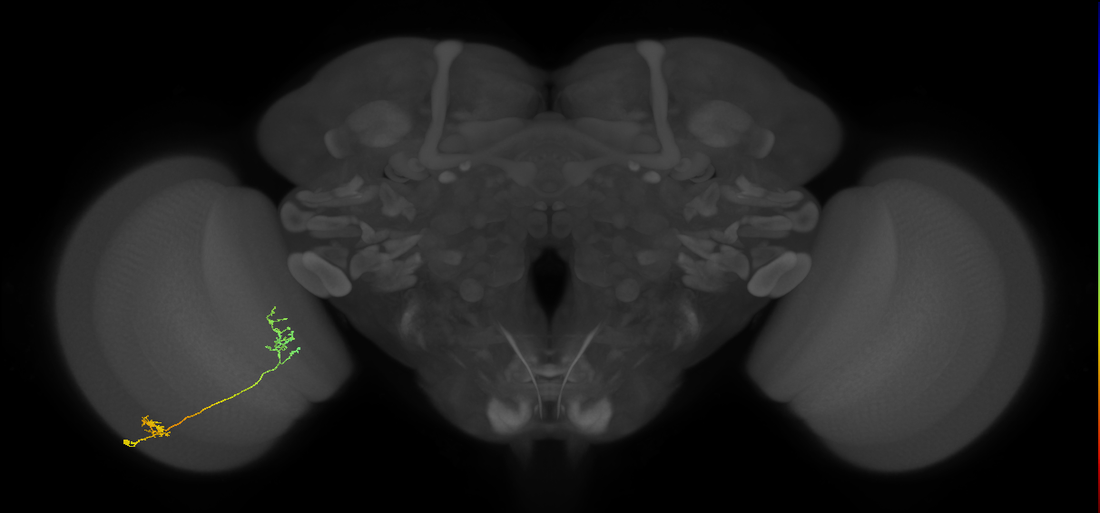 Tm31_L (MaleCNS:64032)