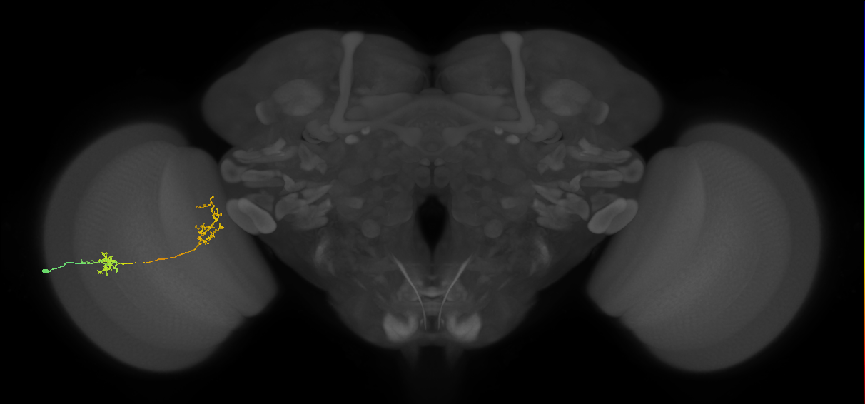 Tm31_L (MaleCNS:54720)