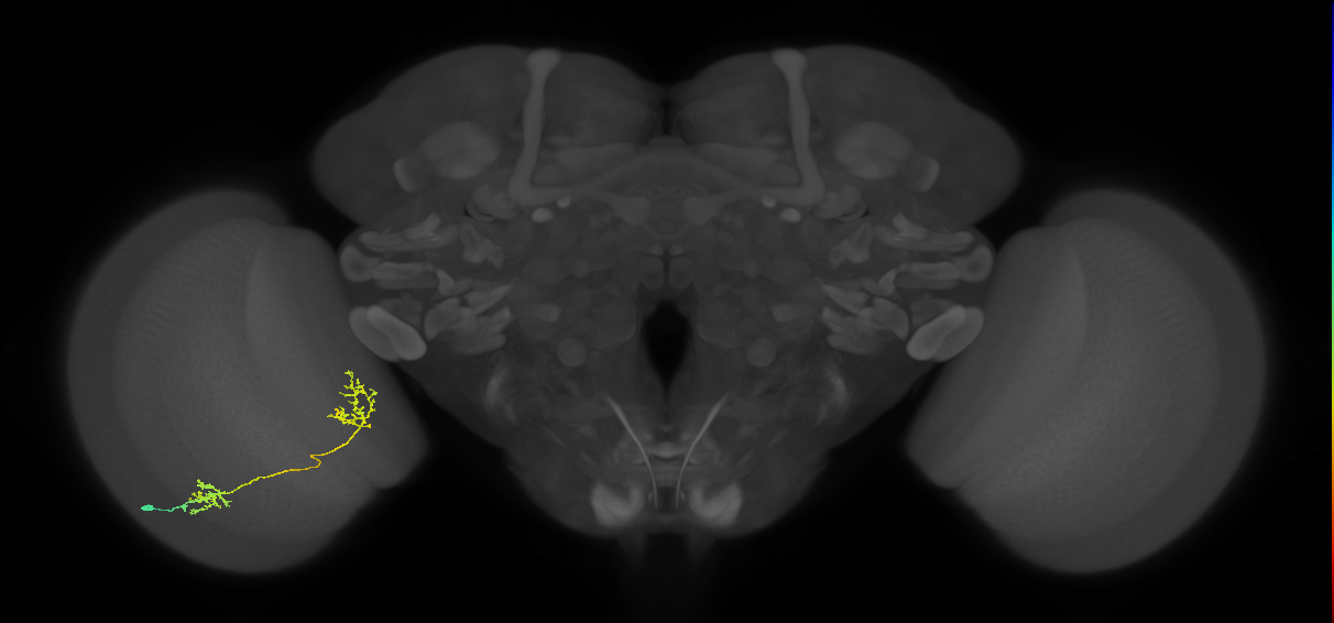 Tm31_L (MaleCNS:55104)