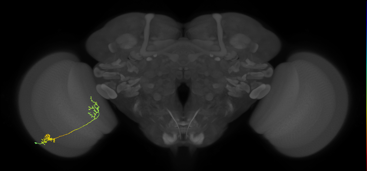 Tm31_L (MaleCNS:61750)