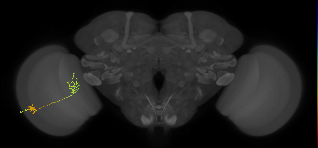 Tm31_L (MaleCNS:558136)