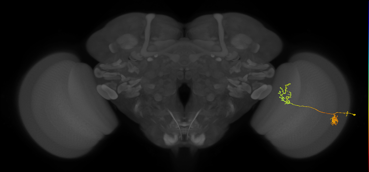 Tm31_R (MaleCNS:53723)