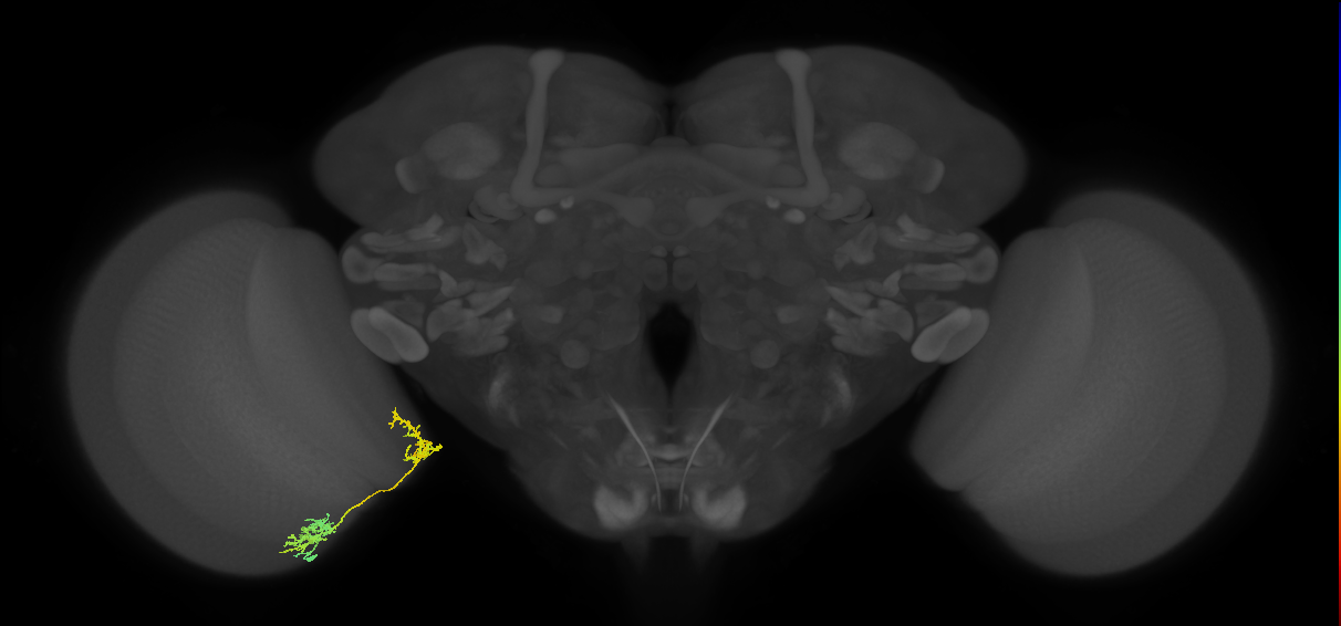 Tm31_L (MaleCNS:529470)
