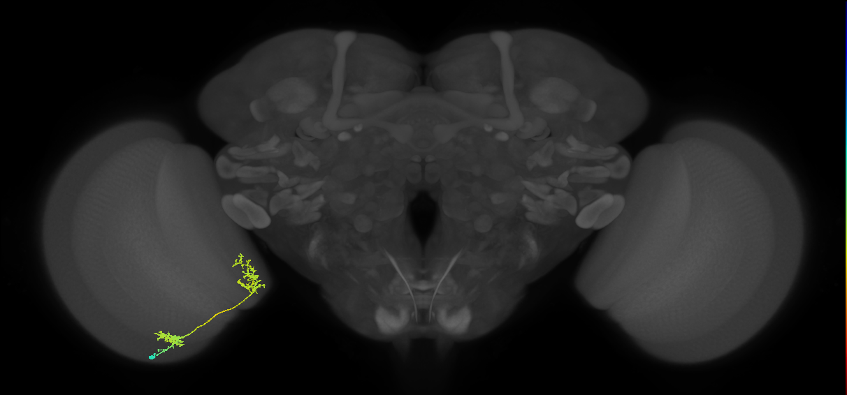 Tm31_L (MaleCNS:54007)