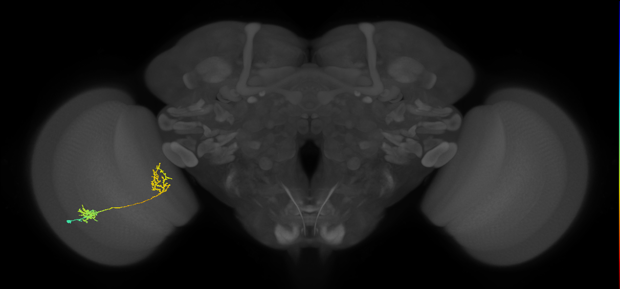 Tm31_L (MaleCNS:55222)