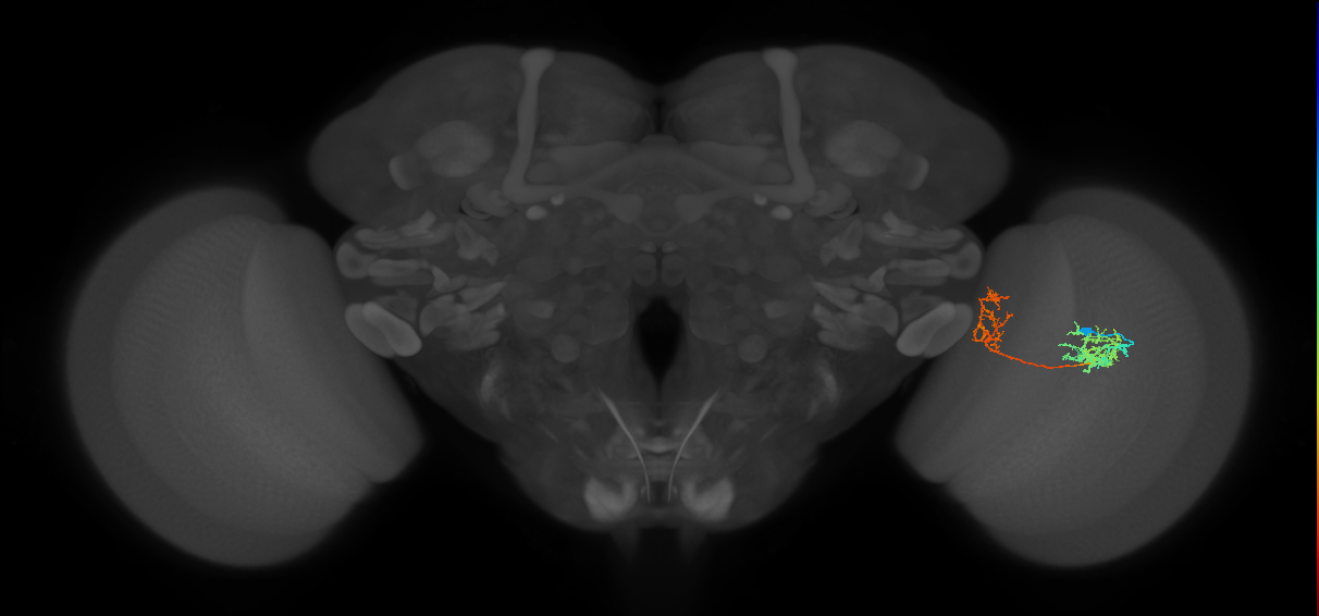 Tm31_R (MaleCNS:54843)