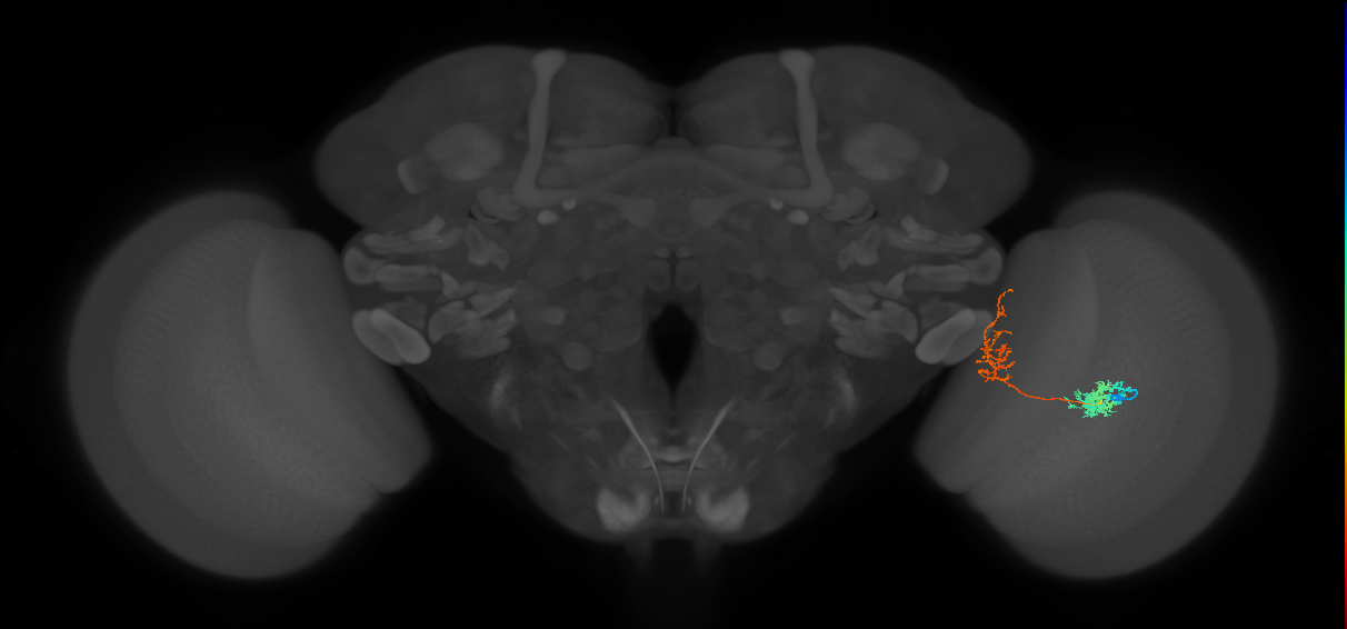 Tm31_R (MaleCNS:48340)