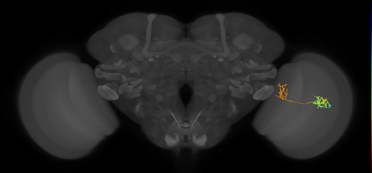 Tm31_R (MaleCNS:54439)