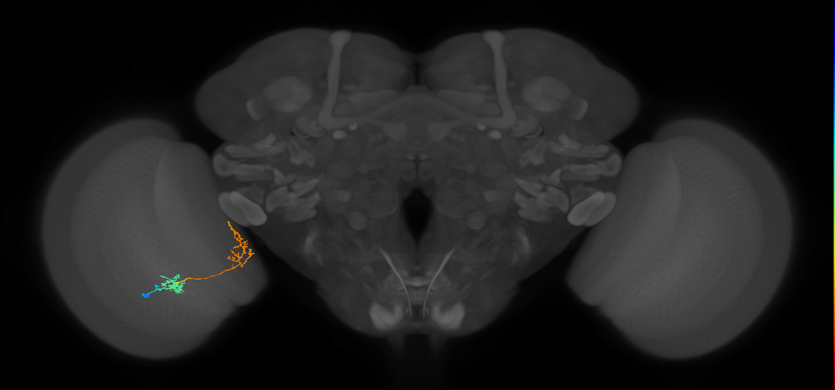 Tm31_L (MaleCNS:103529)