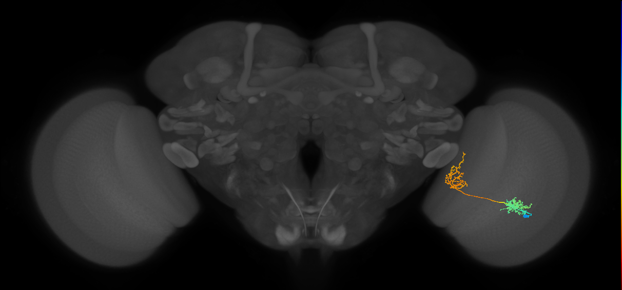 Tm31_R (MaleCNS:46049)