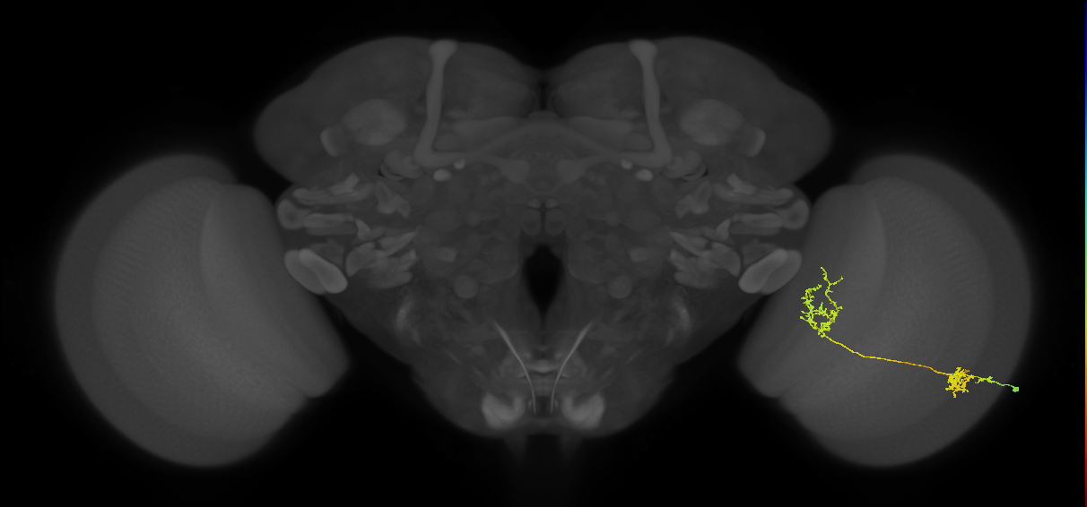 Tm31_R (MaleCNS:43916)