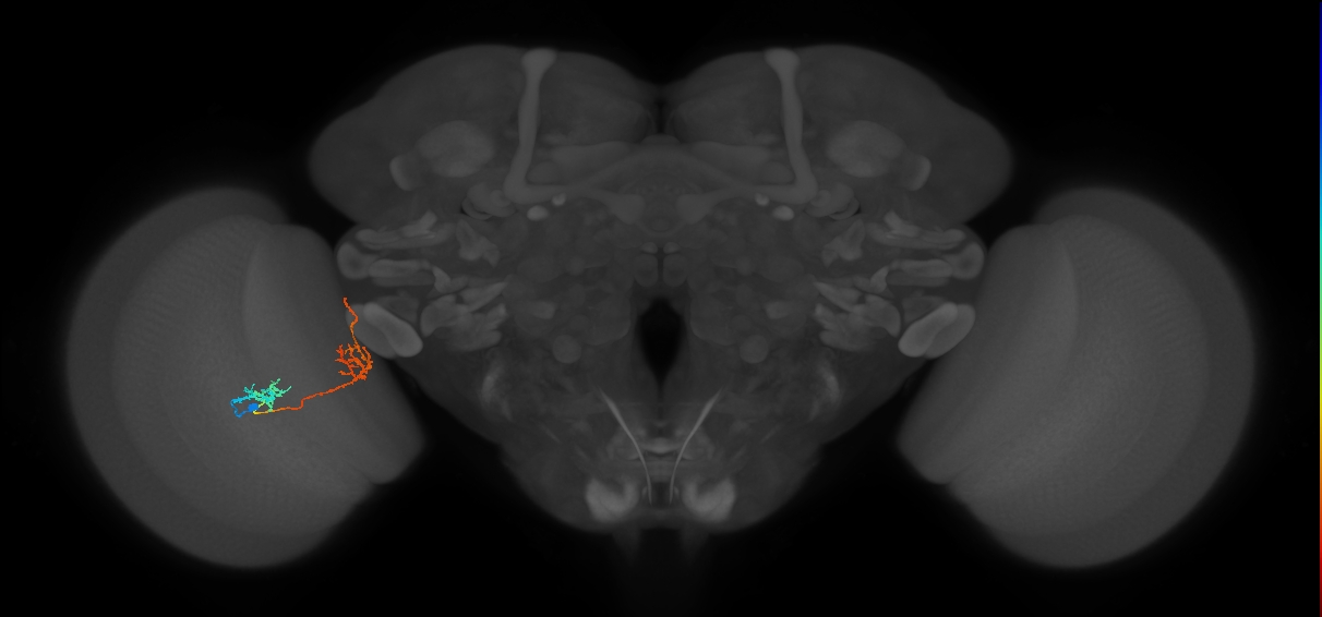 Tm31_L (MaleCNS:541713)