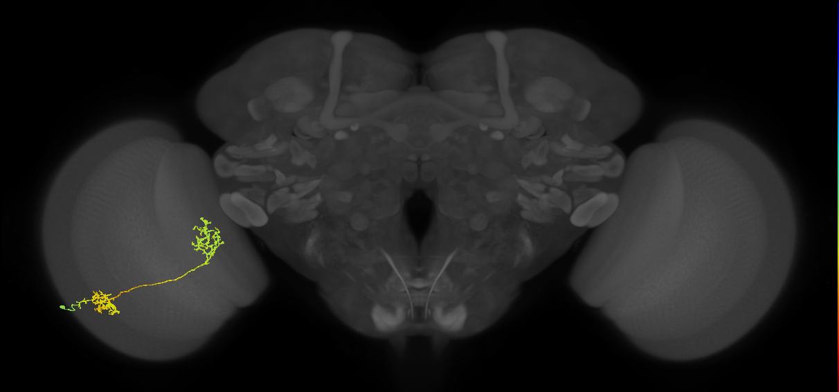 Tm31_L (MaleCNS:14307)