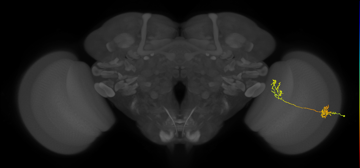 Tm31_R (MaleCNS:33065)